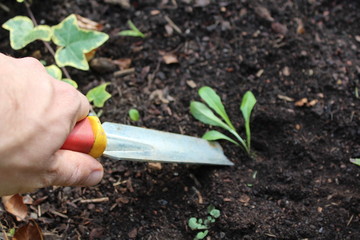 Gartenpflege und Rasenschnitt